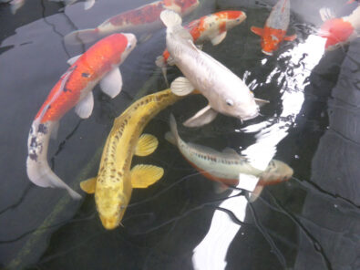 P1200864 Archival image from Living Ponds #2