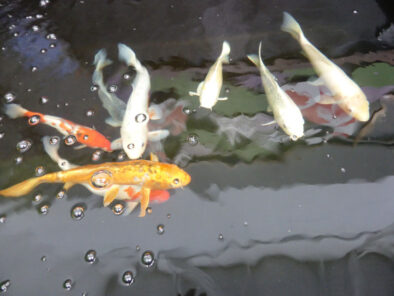 P1200871 Archival image from Living Ponds #2