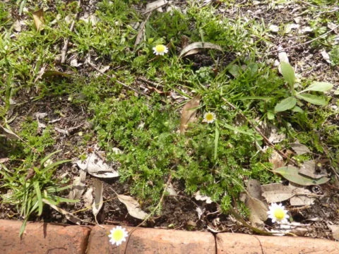 P1210965 Archival image from Evergreen Garden Care – Australia