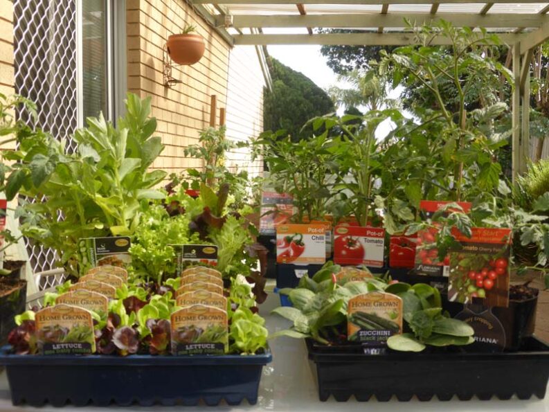 P1220236 Archival image from Richgro – Grow Bag