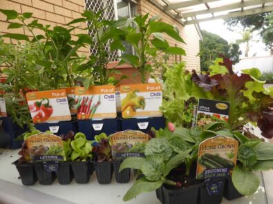 P1220257 Archival image from Richgro – Grow Bag