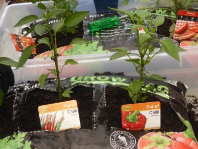 P1220262 Archival image from Richgro – Grow Bag
