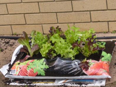 P1220267 Archival image from Richgro – Grow Bag