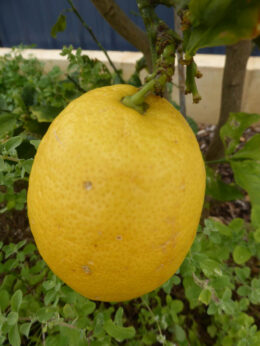 P1220666 Archival image from Scotts Australia – Naturals