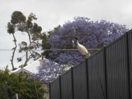 P1230336 Archival image from Bayswater Riverside Estate ‘No2’