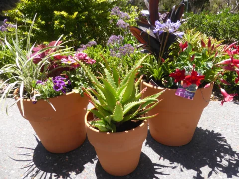 P1230409 Archival image from Evergreen Garden Care – Osmocote Organics