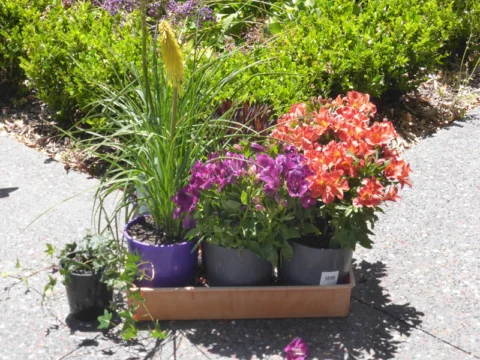 P1230428 Archival image from Evergreen Garden Care – Osmocote Organics