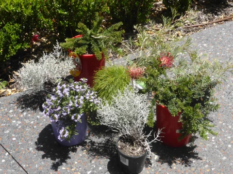 P1230429 Archival image from Evergreen Garden Care – Osmocote Organics
