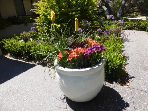 P1230441 Archival image from Evergreen Garden Care – Osmocote Organics