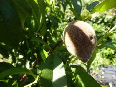 P1230648 Archival image from Seasol – Nutrients