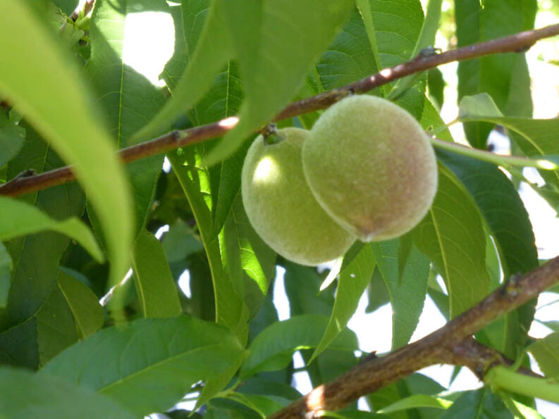 P1230651 Archival image from Seasol – Nutrients