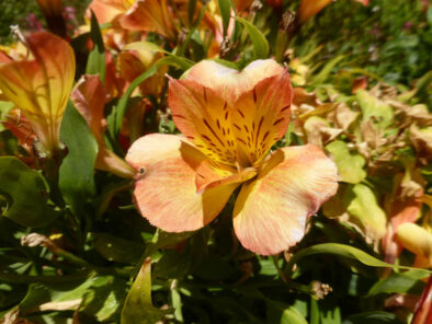 P1230658 Archival image from Seasol – Nutrients