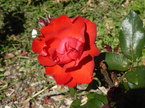 P1230681 Archival image from Seasol – Nutrients