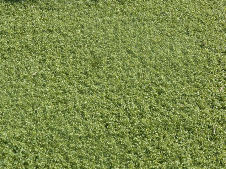 P1250572 Archival image from All Seasons Synthetic Turf ‘A’