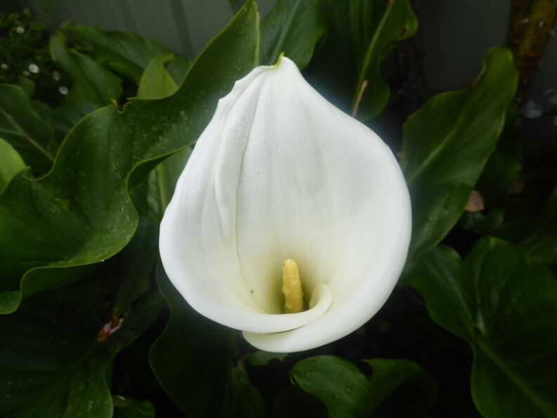 P1260048 Archival image from Scotts Australia – Naturals