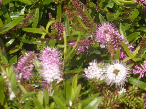 P1260261 Archival image from Seasol