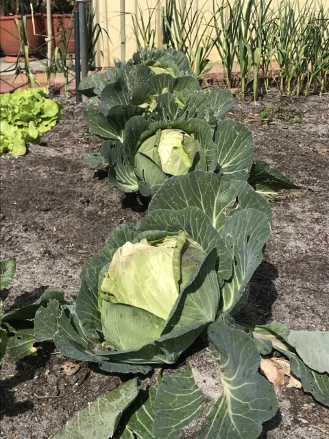 IMG_2710 Archival image from RICHGRO – Black Marvel Compost, Blood and Bone Based Fertilizer and Manures