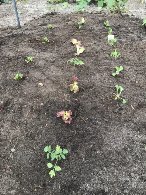 IMG_2723 Archival image from RICHGRO – Black Marvel Compost, Blood and Bone Based Fertilizer and Manures