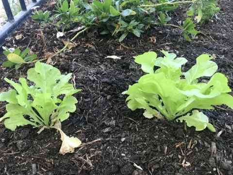 IMG_3283 Archival image from RICHGRO – Black Marvel Compost, Blood and Bone Based Fertilizer and Manures