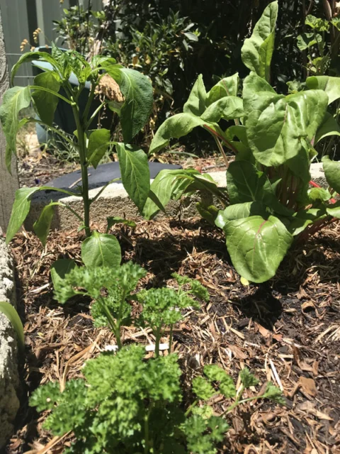 IMG_3290 Archival image from RICHGRO – Black Marvel Compost, Blood and Bone Based Fertilizer and Manures