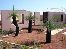 Grasstrees Australia - archival photograph