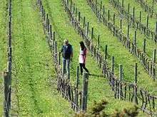 Chapman Valley Wines 'Vineyard for Sale' - archival photograph