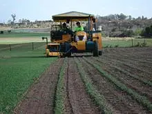 Palmetto Group - Westland Turf - archival photograph