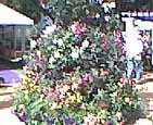 Melville Nurseries - archival photograph