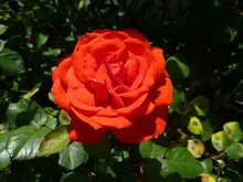 RICHGROW - archival photograph
