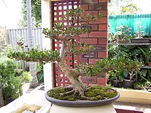 Bonsai Society of WA - Annual Bonsai Spectacular - archival photograph