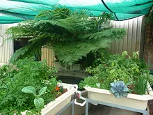 Backyard Aquaponics - archival photograph