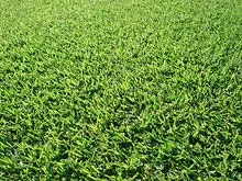 Palmetto Group - Westland Turf - archival photograph