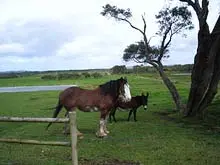 William Bay Country Cottages - archival photograph