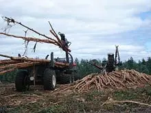 Timber 2020 - archival photograph