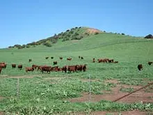 Elders Rural - archival photograph
