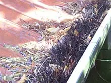 Hedgehog Gutter Protection System - archival photograph