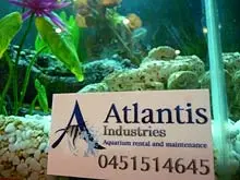 Atlantis Industries 'Aquariums rental and maintenance' - archival photograph