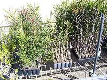 Yetna Farm Tree Nursery - archival photograph