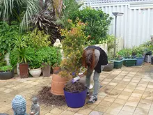 Seasol 'Re-potting tips with Seasol and Powerfeed' - archival photograph