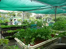 Backyard Aquaponics - archival photograph