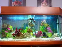 Atlantis Industries 'Aquariums rental and maintenance' - archival photograph