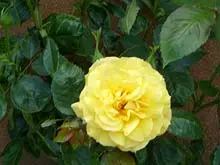 Melville Festival of Roses 'Melville Nursery November 14th & 15th' - archival photograph