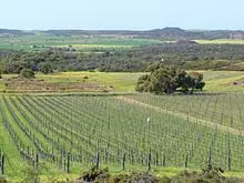 Chapman Valley Wines 'Vineyard for Sale' - archival photograph