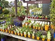 Dutch Windmill Garden - archival photograph
