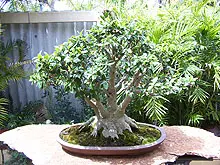 Bonsai Society of WA - Annual Bonsai Spectacular - archival photograph