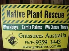 Grasstrees Australia - archival photograph