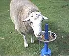 Dowerin GWN Field Days - archival photograph