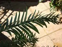 Wollemi Pine - archival photograph