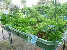 Backyard Aquaponics - archival photograph