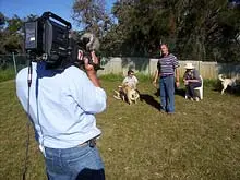 Dogs Refuge - archival photograph